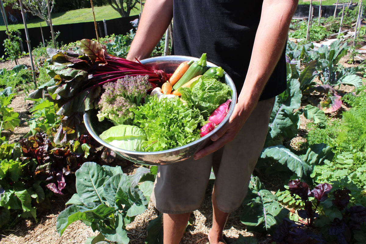 Fresh Organic Veggie Box Stay High Island Camping co