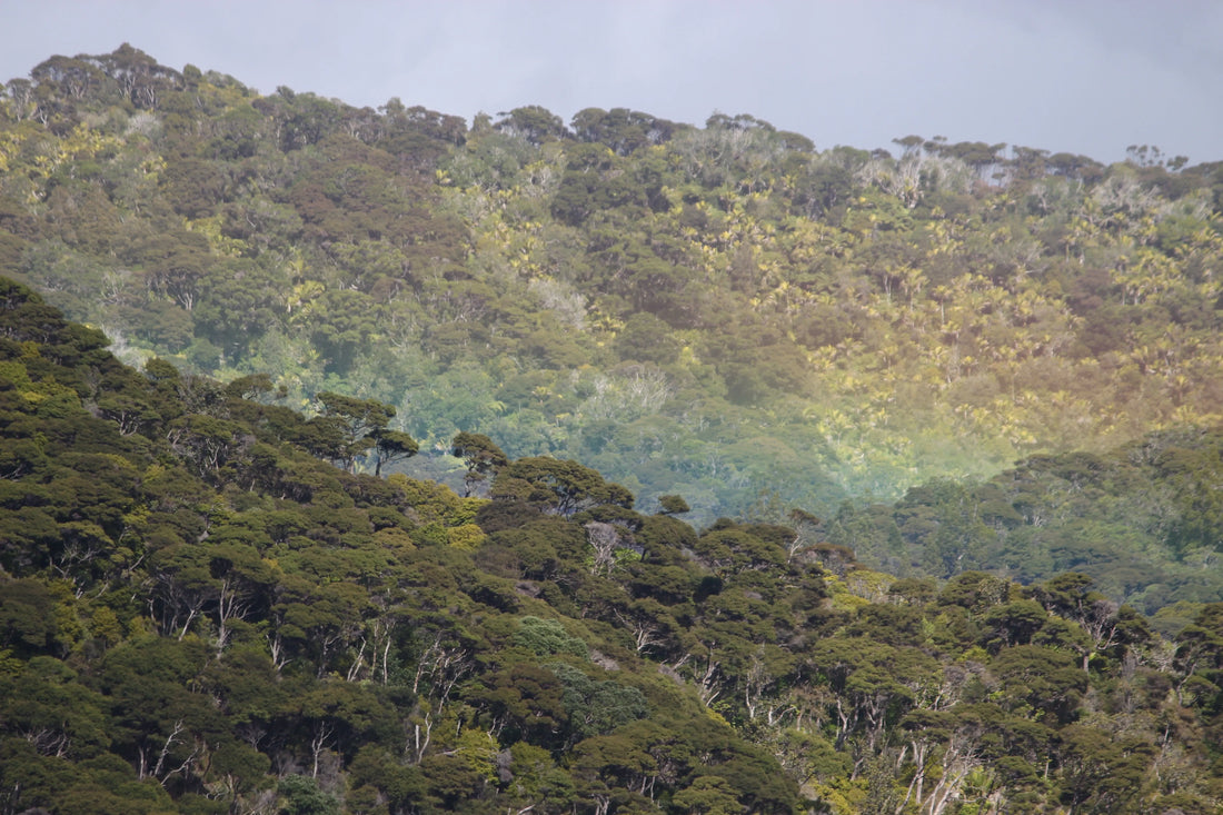 Great Barrier Island NZ