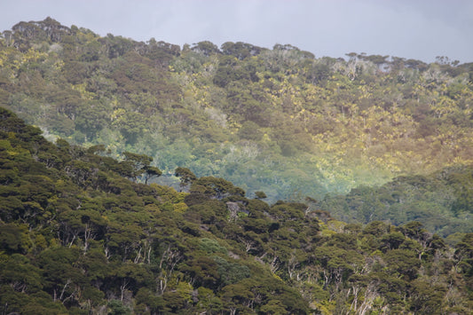 Great Barrier Island NZ