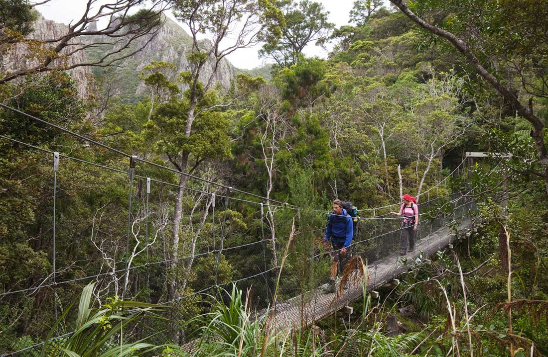 Top 5 Walking Tracks on Great Barrier Island