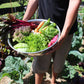 Fresh Organic Veggie Box