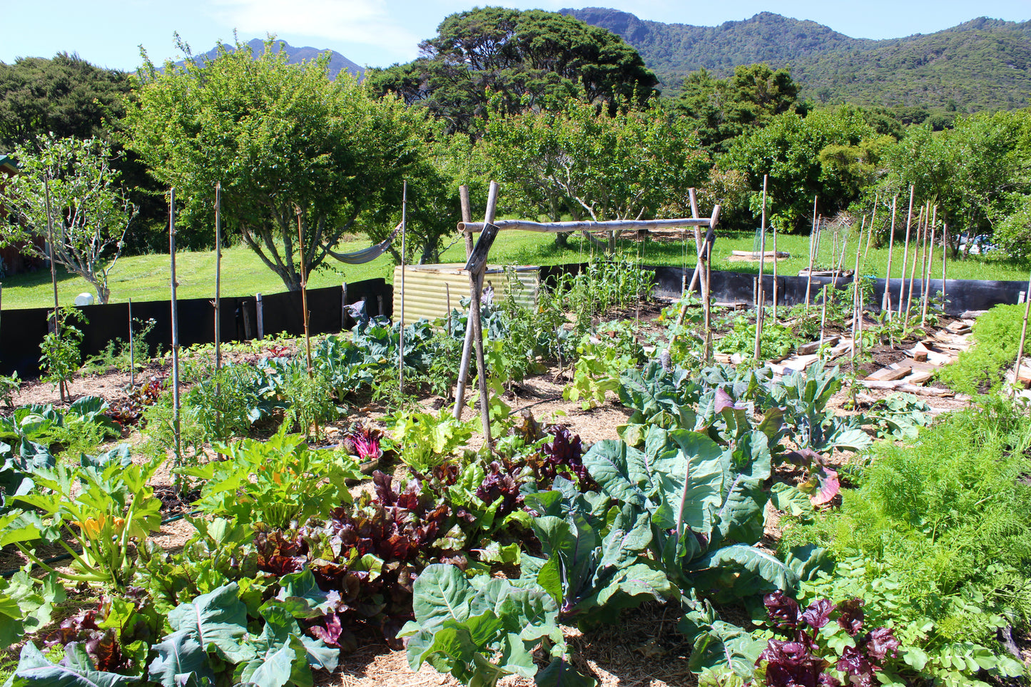 great barrier island camping organic vegitables